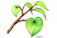 Kava029_3x2