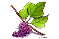 Kudzu031_3x2