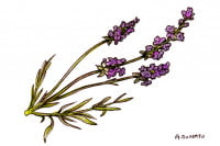 Lavender_3x2