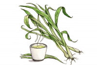 Lemongrass_3x2
