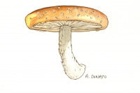 Lentinan-Shiitake_3x2