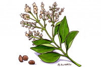 Ligustrum-lucidum036_3x2