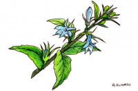 Lobelia002_3x2
