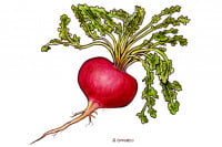 Maca007_3x2