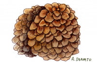 Maitake010_3x2