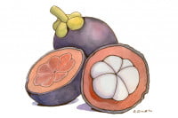 Mangosteen_3x2