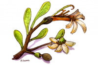 Maroon-Bush006_3x2