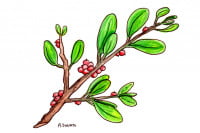 Mistletoe001_3x2