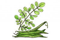 Moringa-Oleifera_3x2