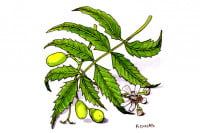 Neem_3x2