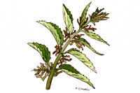 Nettle002_3x2