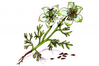 Nigella-sativa003_3x2