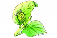 Noni004_3x2