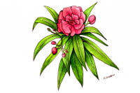 Oleandrin001_3x2