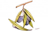 Olive-Leaf064_3x2