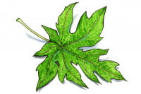 Papaya-Leaf_3x2