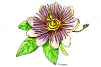 Passion-Flower007_3x2