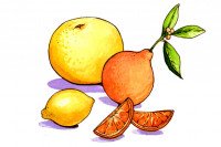 Pectin002_3x2
