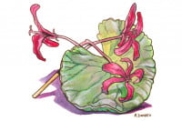Pelargonium-Sidoides_3x2