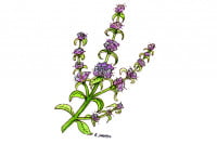 Pennyroyal003_3x2