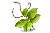 Petiveriaalliacea_3x2