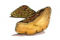 Phellinus_3x2