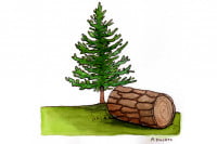 Pine-Bark-Extract003_3x2