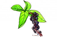 Pokeweed004_3x2