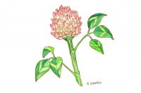 Red-Clover_3x2