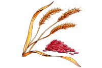 Red-Yeast-Rice003_3x2
