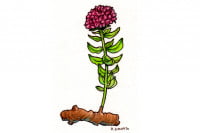 Rhodiola_3x2