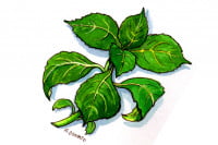 Salvia-divinorum009_3x2