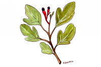Sassafras013_3x2