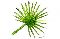Saw-palmetto_3x2
