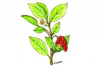 Schisandra001_3x2