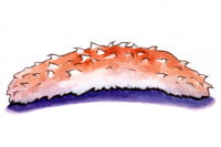 Sea-cucumber003_3x2