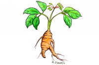 Siberian-Ginseng002_3x2