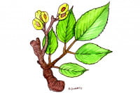 Slippery-Elm003_3x2