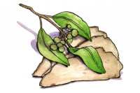 Smilax-glabra_3x2