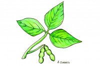 Soy004_3x2