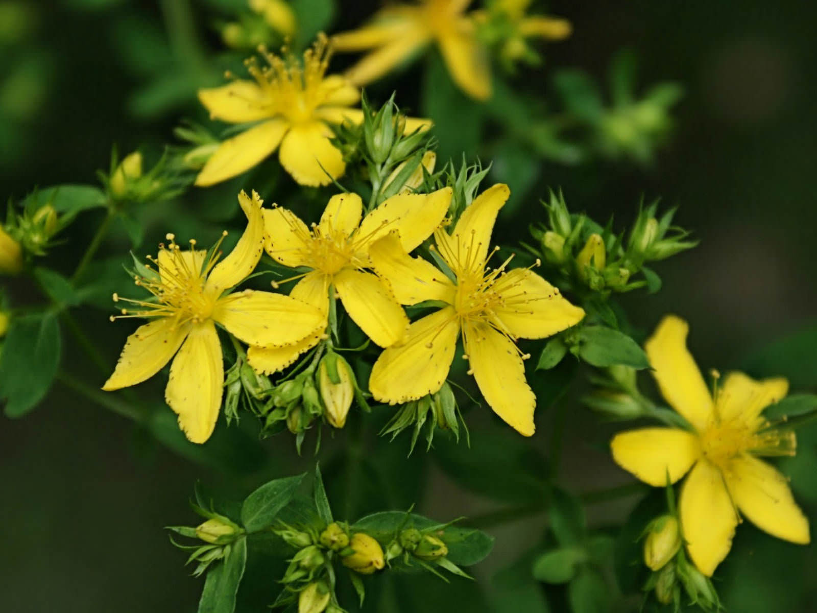 St John Wort