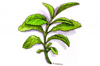 Stevia005_3x2