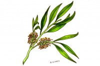 Tea-Tree-Oil004_3x2