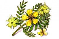 Tribulus109_3x2