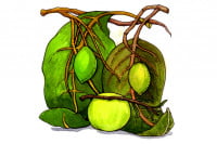 Triphala003_3x2