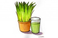 Wheat-grass004_3x2