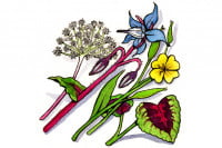 ZestraFinal101309_3x2