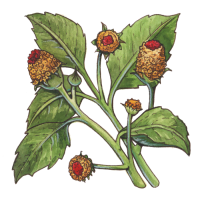 acmella-oleracea