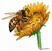 bee-pollen002