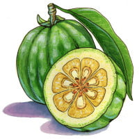 garcinia-cambogia